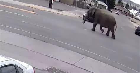 An Elephant Escapes From The Circus And Roams The Streets Of Montana