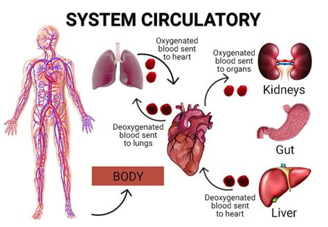 How To Fix Poor Blood Circulation - Relationclock27