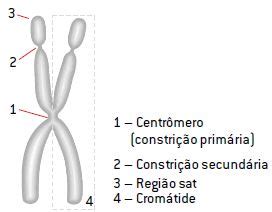 Cromossomos O Que São