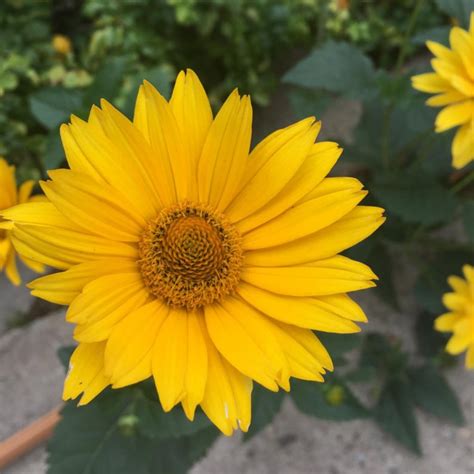 Желтая ромашка многолетняя фото: Ромашка желтая многолетняя Садовая ...