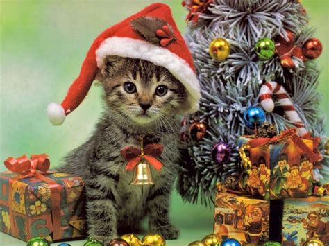 Fond écran Joyeux Noël Chaton Christmas Kitten Christmas Animals