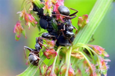 Puceron Identification Et Traitement Pucerons Anti Puceron Naturel