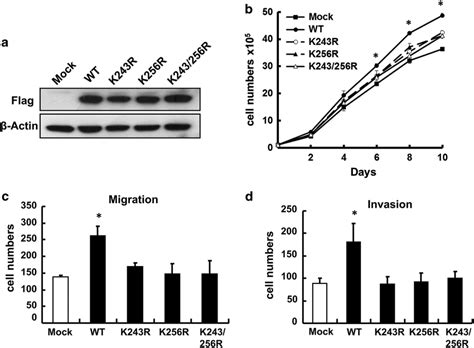 Mutation Of Lysine 243 256 Residues To Arginine Abolishes The Effect Of