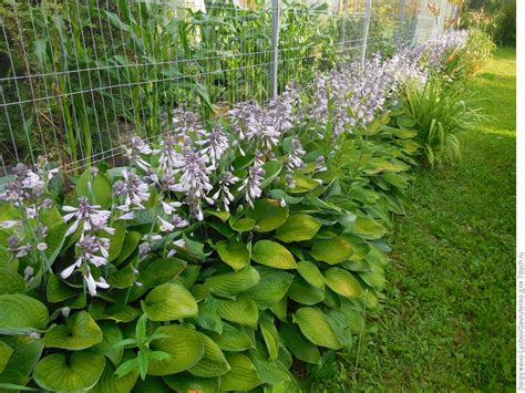 Хоста и ее секреты: нюансы выращивания и ухода