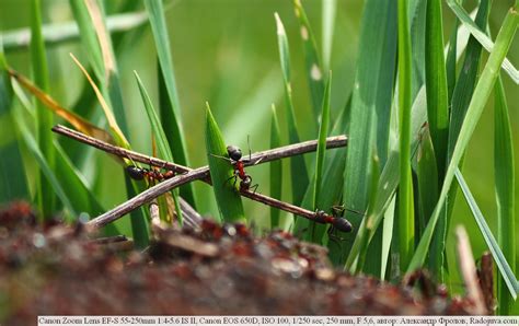 Review of the Canon 650D. Canon EOS 650D T4I test | Happy