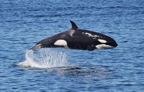 Paus Orca Besar Ajari yang Kecil Cara Tenggelamkan Kapal, Ilmuwan ...