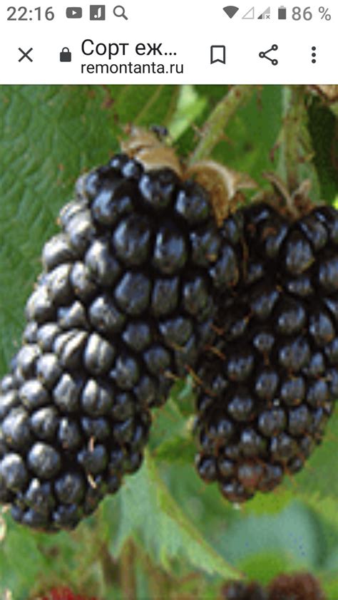 Ежевика Карака Блэк