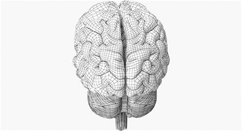 Brain Anatomy 3D Model $59 - .max .fbx .obj - Free3D