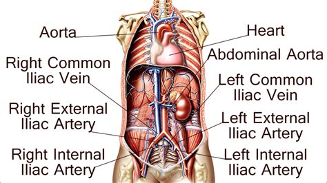 😂 Common External Iliac Artery Iliac Artery 2019 01 17