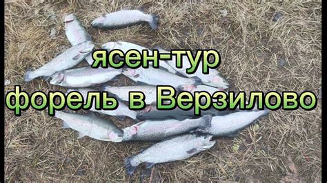 Форель в Верзилово | Раздача форели на стрейч - YouTube