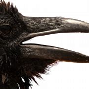 Common Raven Png Transparent Images Png All