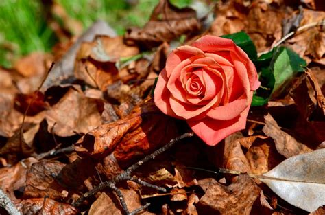 Hd Wallpaper Flowers Rose Nature Peach Flower Wallpaper Flare