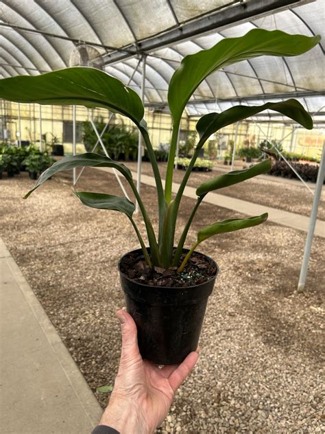 Strelitzia White Bird Ppp Tri State Foliage In House Availability