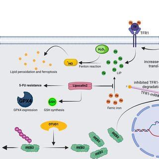 OTUD1 Increases Intracellular Iron And Induces Ferroptosis In An