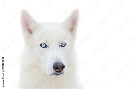 One Siberian Husky dog with blue eyes. Close up Husky breed face. Husky ...