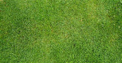 Detail Rumput Tampak Atas Koleksi Nomer 5