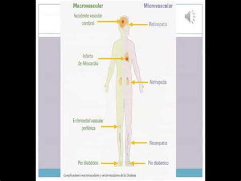 Endocrino Fisiolog A Del P Ncreas Y Del Tejido Adiposo Parte