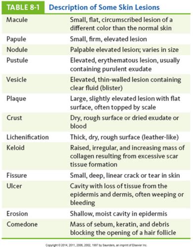 Pathophysiology Chapter 8 Skin Part 1 Lecture Flashcards Quizlet