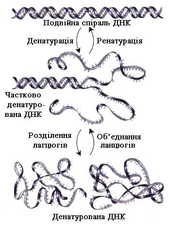 Властивості нуклеїнових кислот