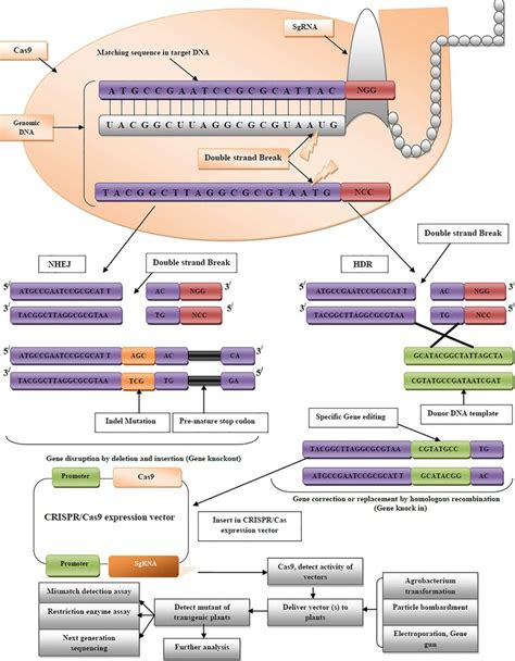 Single Guide Rna Combined With Cas9 Endonuclease To Form A Complex At Download Scientific