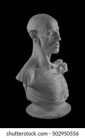 Plaster Statue Naked Man Anatomically Shaped Stock Photo 502950556 Shutterstock