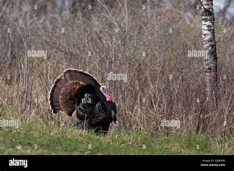 Eastern wild Turkey Stock Photo - Alamy