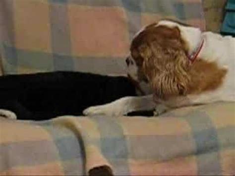 Girl On Girl Pussy Licking Action YouTube