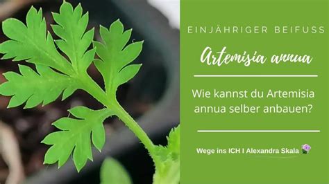 Artemisia Annua Einj Hriger Beifu Heilpflanze Des Jahrhunderts