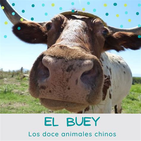 el buey azahara gallego terapias