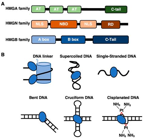 Biomolecules Free Full Text Interactions Of HMGB Proteins With The