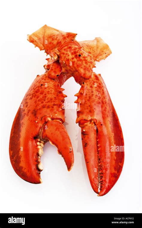 Lobster claws, elevated view Stock Photo - Alamy