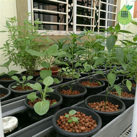 Affnans Aquaponics Affnans Aquaponics 8th Oct 2016 Updates