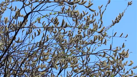 Flowering Pussy Willow Stock Footage Video 100 Royalty Free 3799844 Shutterstock