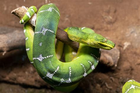 Emerald Tree Boa - Potawatomi Zoo