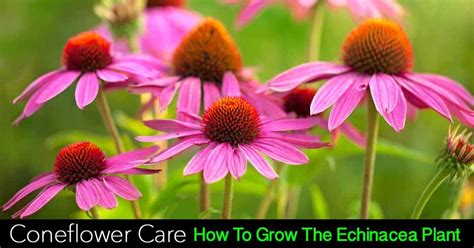 Growing Echinacea Coneflower As A Landscape Or Container Plant