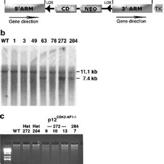 Targeted Disruption Of P12 CDK2 AP1 In Murine ES Cells A Targeting