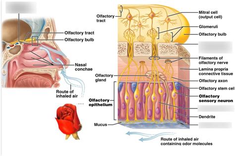 Pptx Special Senses Olfactory Smell Receptors Pathways Hot Sex Picture