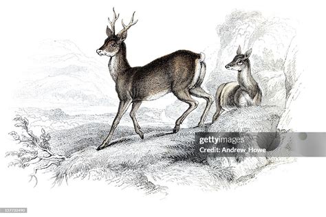 Roe Deer Hand Coloured Engraving High Res Vector Graphic Getty Images