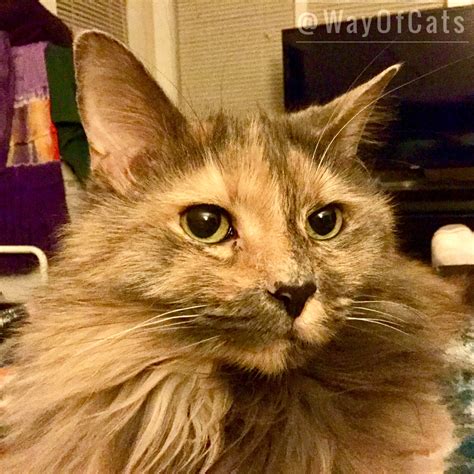 Brown Tortoiseshell Cat