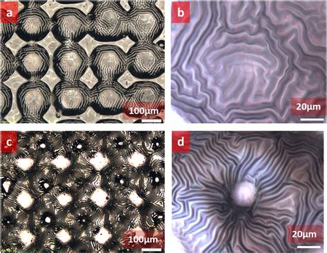 Microscope Images Of Al Wrinkles Formation On A B PDMS Microbumps