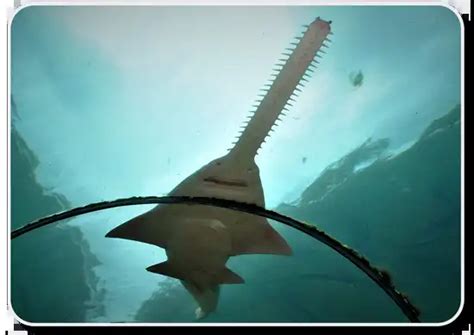 Longnose Sawshark – Facts, Size, Behavior, Diet, Pictures