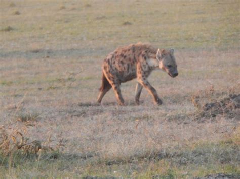 Dages Safari I Maasai Mara Lake Nakuru Og Amboseli Getyourguide