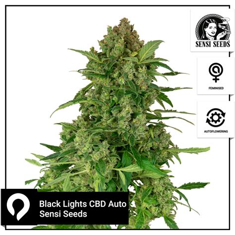 Black Lights Cbd Auto Sensi Seeds Feminised Seeds Kazam Seeds