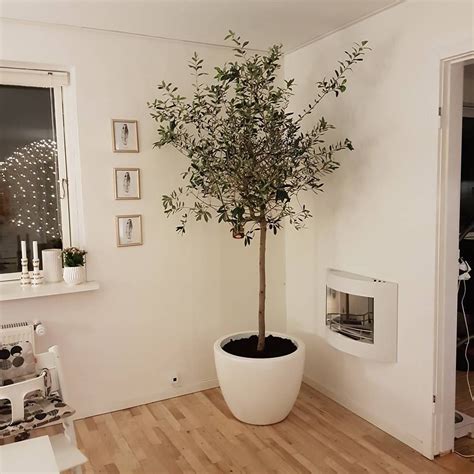 Black Olive Tree Indoor Real Wonderful Evening Personal Website