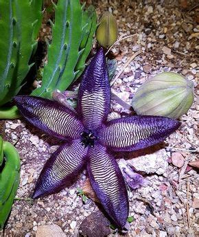 stapelia hirsuta | Jardim de plantas suculentas, Suculentas, Jardim de ...