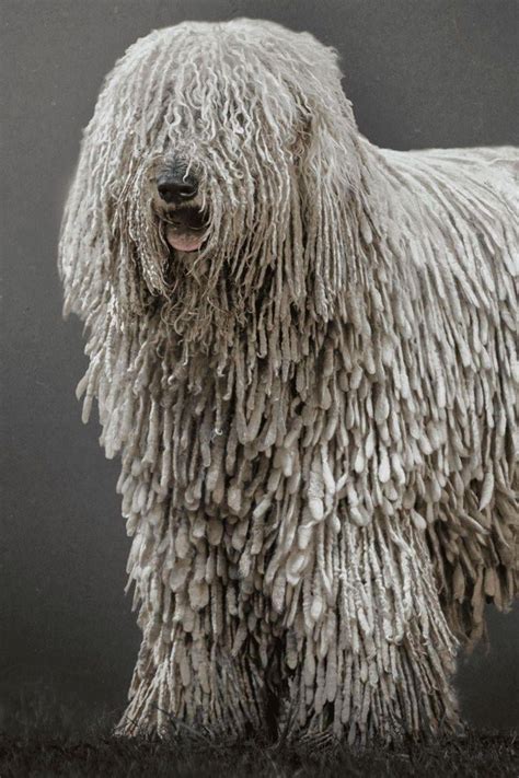 This Cute Komondor 🐶 : r/cute