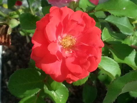 Perfect Coral Drift rose. #rosechat #DriftRose | Drift roses, Rose, Plants