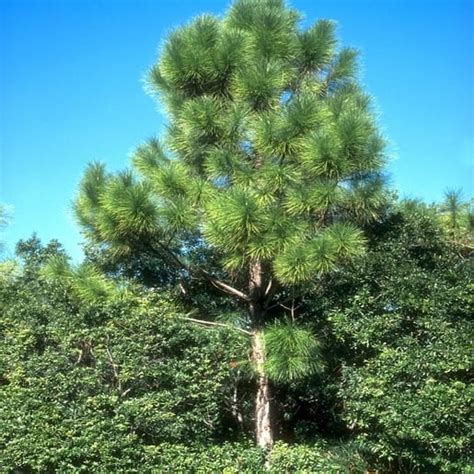 Pinheiro Pneus - Pinheiro de Jardim【2026】– Tipos, Dicas e Fotos na Decoração!