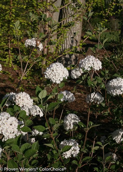 Spice Baby™ Koreanspice Viburnum Viburnum Carlesii Proven Winners