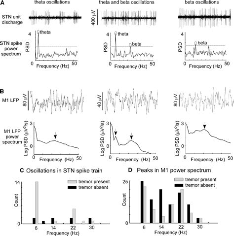 Figure 2 From Subthalamic Nucleus Neurons Are Synchronized To Primary